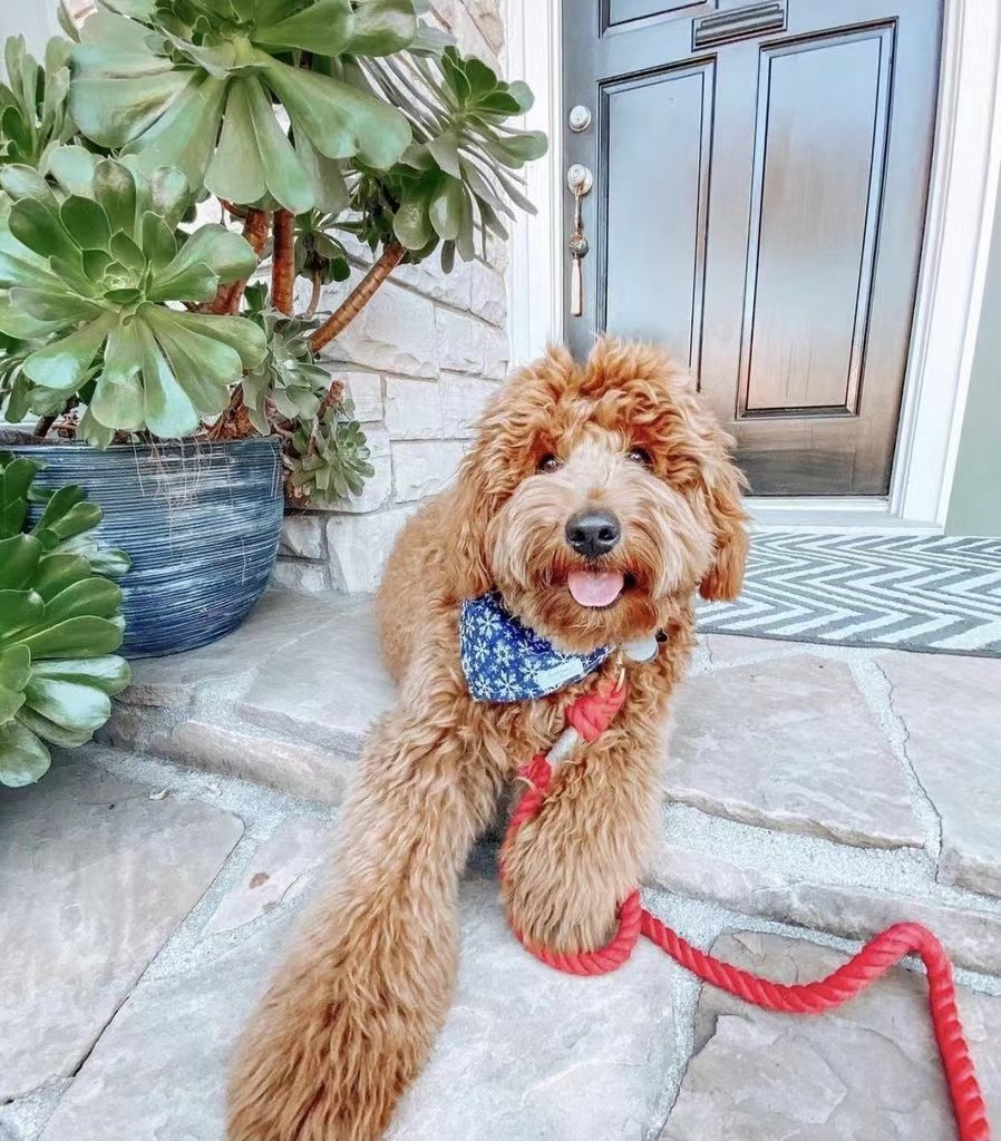 Pawlio Regnbue Reb-Hundesnor i Bomuld
