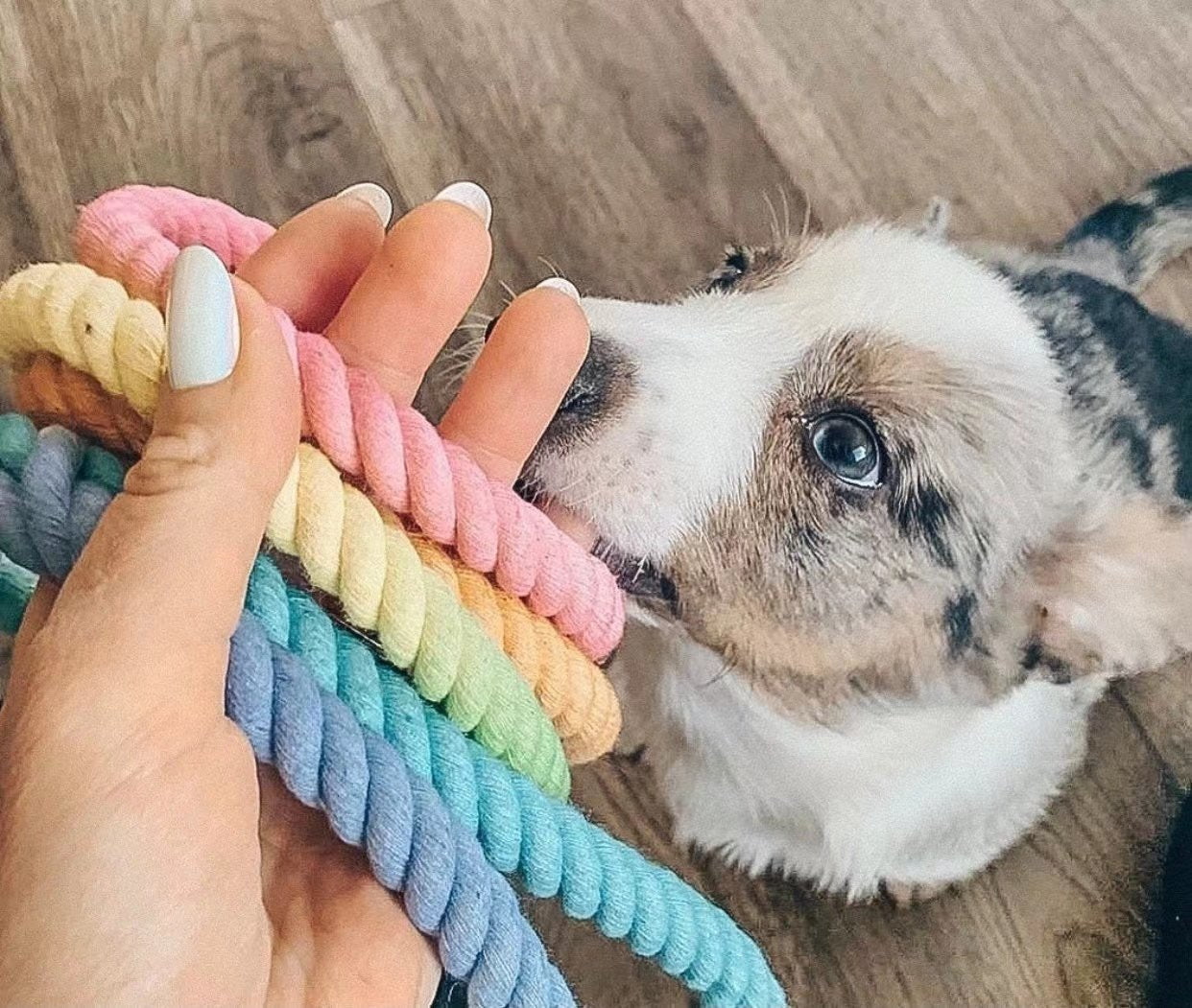 Pawlio Regnbue Reb-Hundesnor i Bomuld