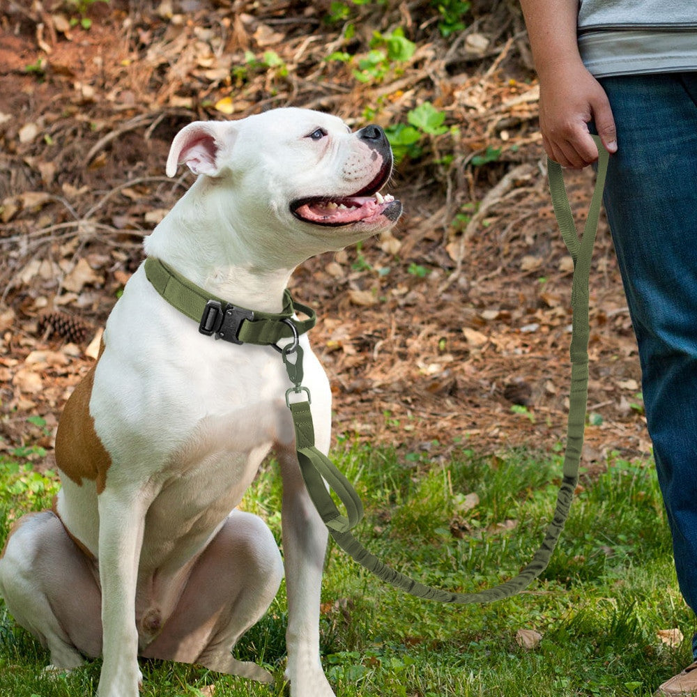 Pawlio Premium Halsbånd og Hundesnor